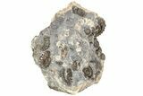 Ammonite (Promicroceras) Cluster - Marston Magna, England #216639-3